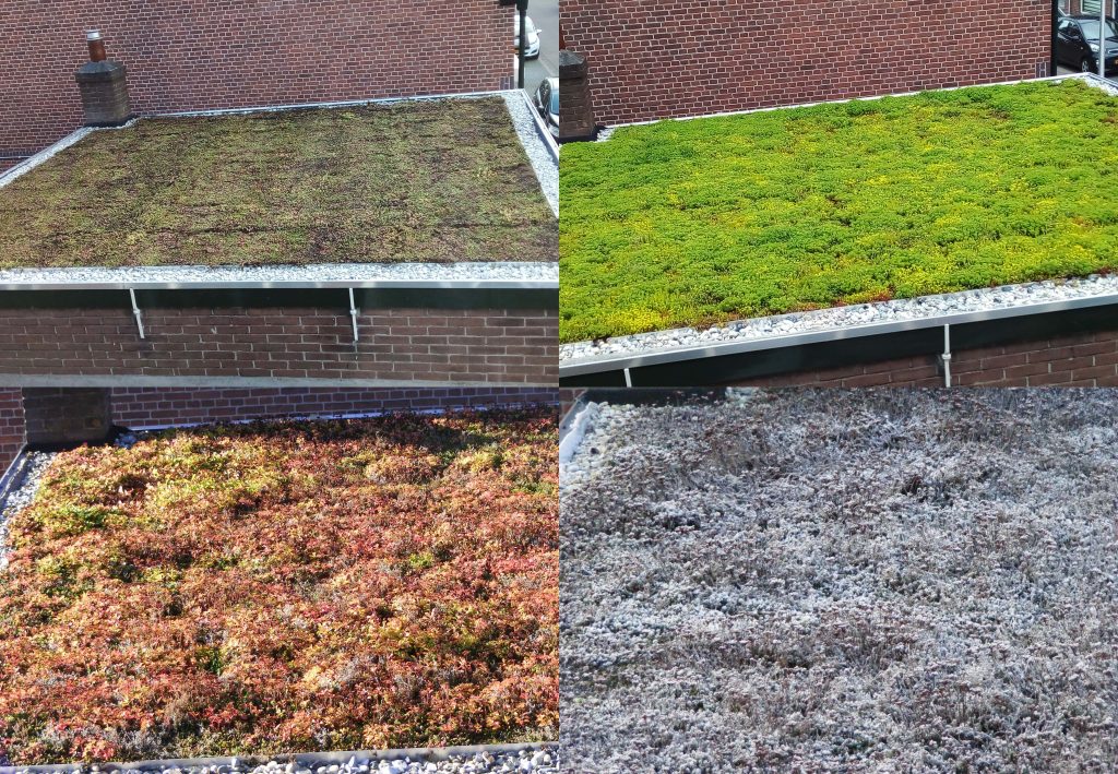 Groen dak Den Haag