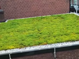 Groen dak Arnhem
